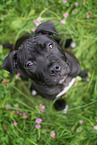 American-Staffordshire-Terrier-Mongrel