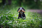 Dog with sausage in the mouth