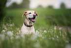 Dog is sitting in flower meadow