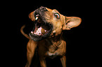 Frensh-Bulldog-Mongrel catches treat
