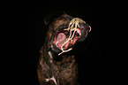 Boxer-Mongrel Portrait