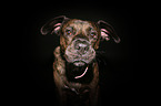 Boxer-Mongrel Portrait