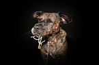 Boxer-Mongrel Portrait