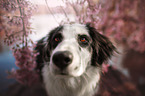 livestock-guardian-dog-mongrel portrait