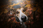 Shepherd-Mongrel Portrait