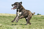 Cane-Corso-Mongrel  runs over a meadow