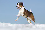 running mongrel