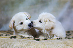 2 Samoyed-Mongrel Puppies