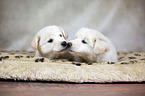 2 Samoyed-Mongrel Puppies