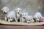 6 Samoyed-Mongrel Puppies