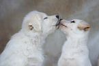 2 Samoyed-Mongrel Puppies