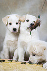 3 Samoyed-Mongrel Puppies