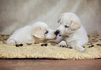 2 Samoyed-Mongrel Puppies