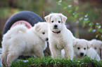 4 Samoyed-Mongrel Puppies