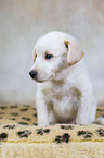 Samoyed-Mongrel Puppy