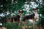2 Jack-Russell-Terrier-Mongrel