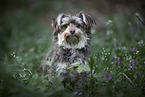 Yorkshire-Terrier-Mongrel in flower meadow