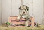 Australian-Shepherd-Labrador Puppy