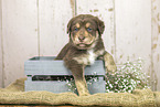 Australian-Shepherd-Labrador Puppy