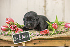 Australian-Shepherd-Labrador Puppy