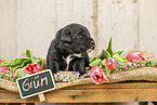 Australian-Shepherd-Labrador Puppy