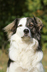 Caucasian-Shepherd-Dog-Mongrel Portrait