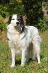 Caucasian-Shepherd-Dog-Mongrel