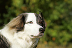 Caucasian-Shepherd-Dog-Mongrel Portrait