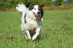 playing Caucasian-Shepherd-Dog-Mongrel