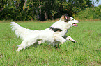 running Caucasian-Shepherd-Dog-Mongrel