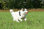 playing Caucasian-Shepherd-Dog-Mongrel