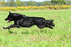 running Border-Collie-Mongrel