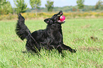 playing Border-Collie-Mongrel