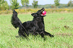 playing Border-Collie-Mongrel