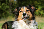 Shetland-Sheepdog-Mongrel Portrait