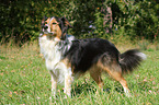 Shetland-Sheepdog-Mongrel