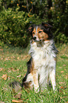 sitting Shetland-Sheepdog-Mongrel