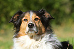 Shetland-Sheepdog-Mongrel Portrait