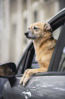 Shepherd-Mongrel in a car