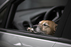 Shepherd-Mongrel in a car