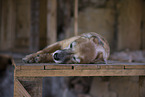 sleeping Shepherd-Mongrel