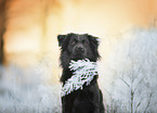 black Border-Collie-Mongrel