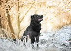 black Border-Collie-Mongrel
