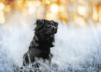 black Border-Collie-Mongrel