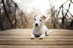 young Jack-Russell-Terrier-Mongrel