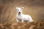 young Jack-Russell-Terrier-Mongrel