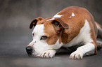 American-Staffordshire-Terrier-Mongrel