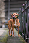 Rhodesian-Ridgeback-Mongrel