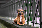 Rhodesian-Ridgeback-Mongrel