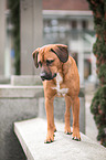 Rhodesian-Ridgeback-Mongrel